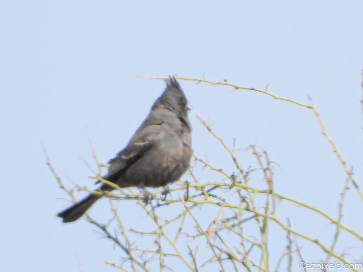 Phainopepla - ML633138550