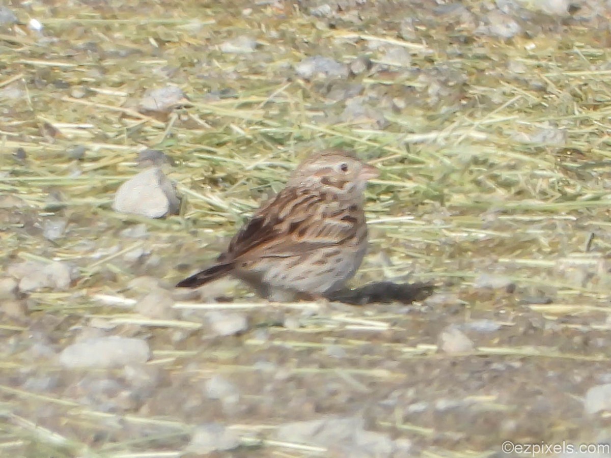 Vesper Sparrow - ML633138559