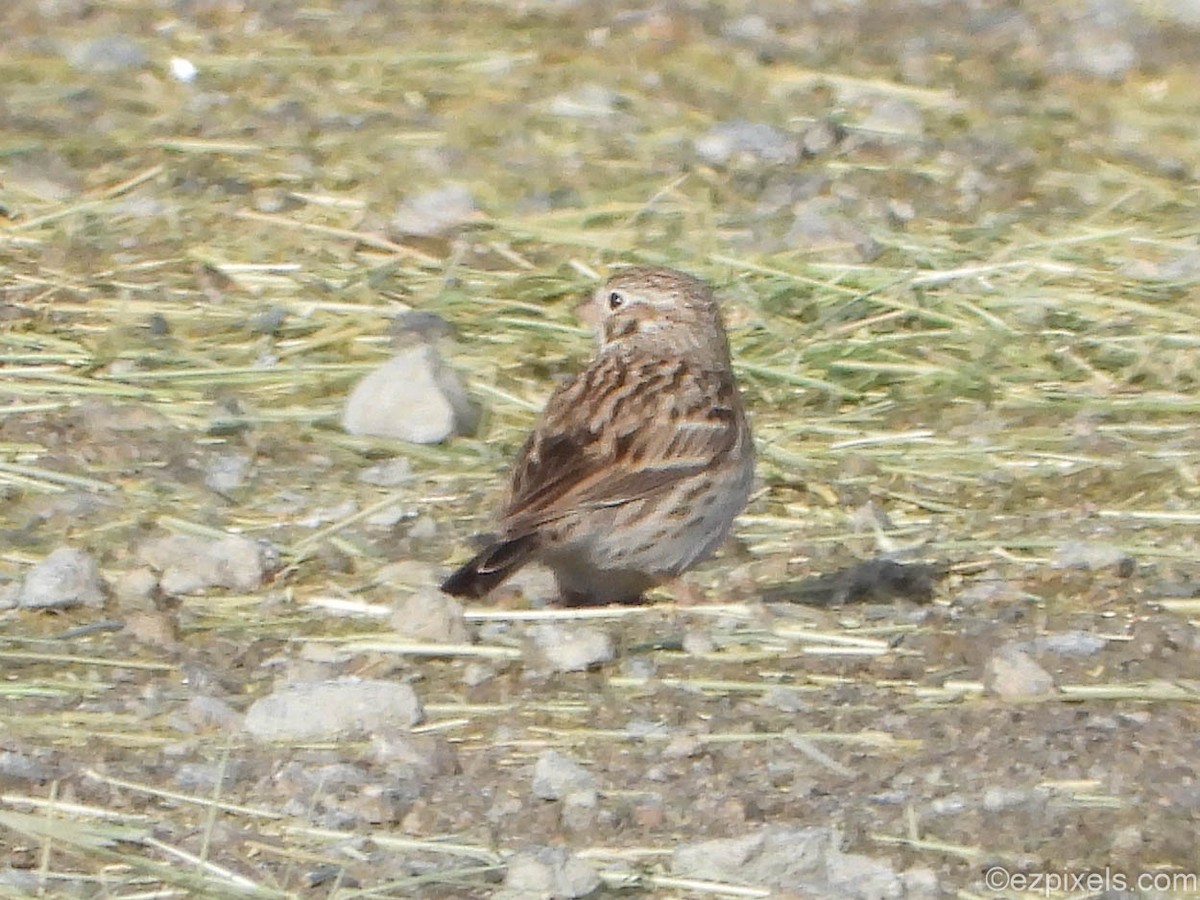Vesper Sparrow - ML633138561