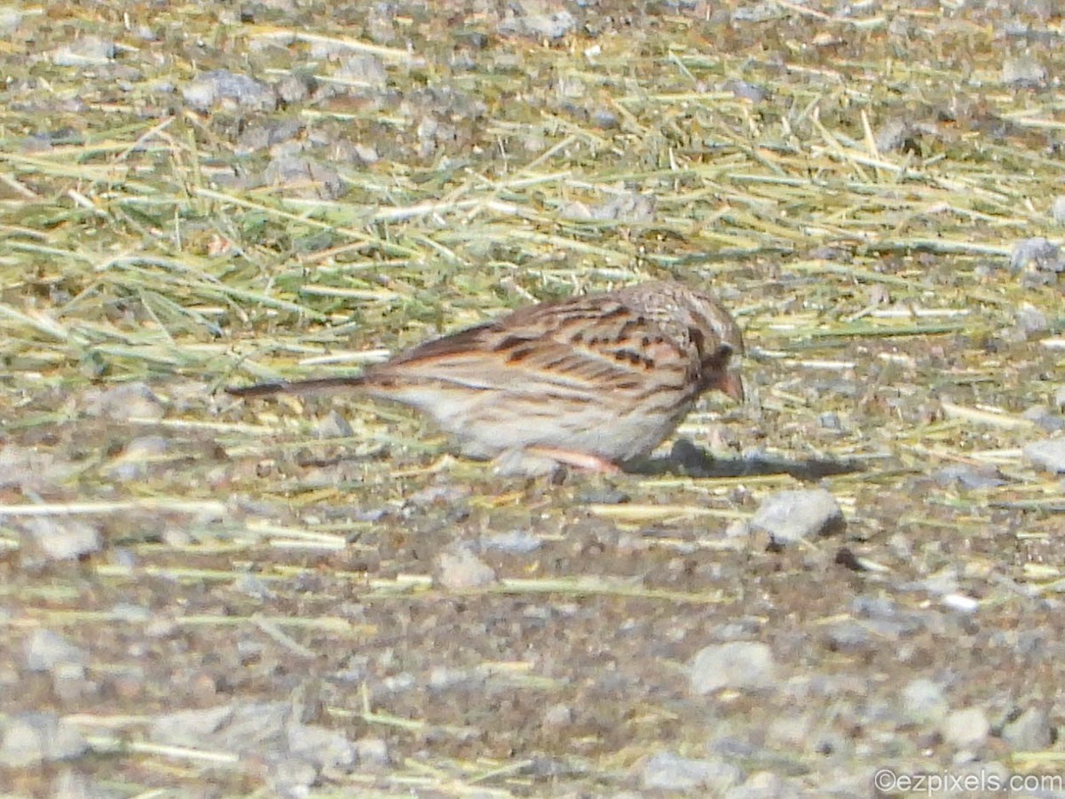 Vesper Sparrow - ML633138562