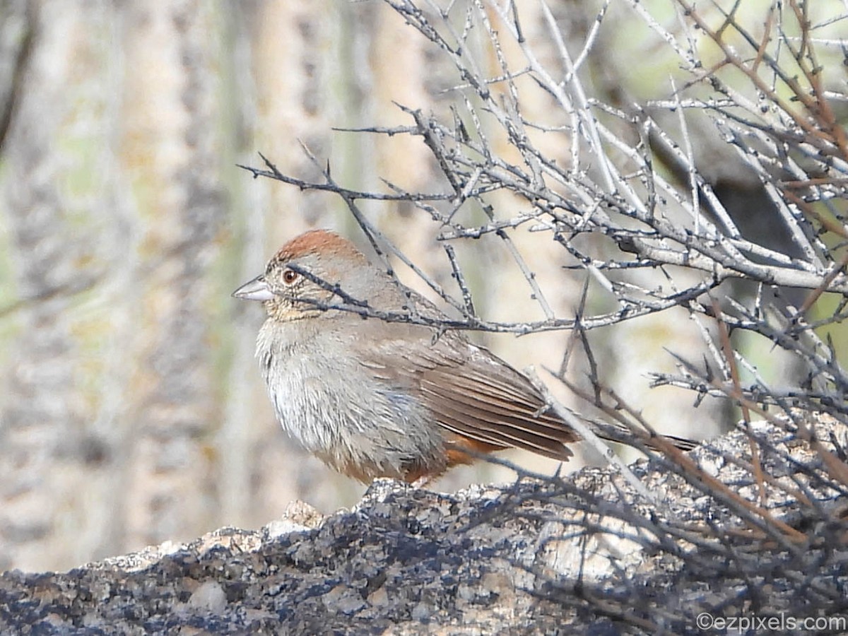 Canyon Towhee - ML633138573