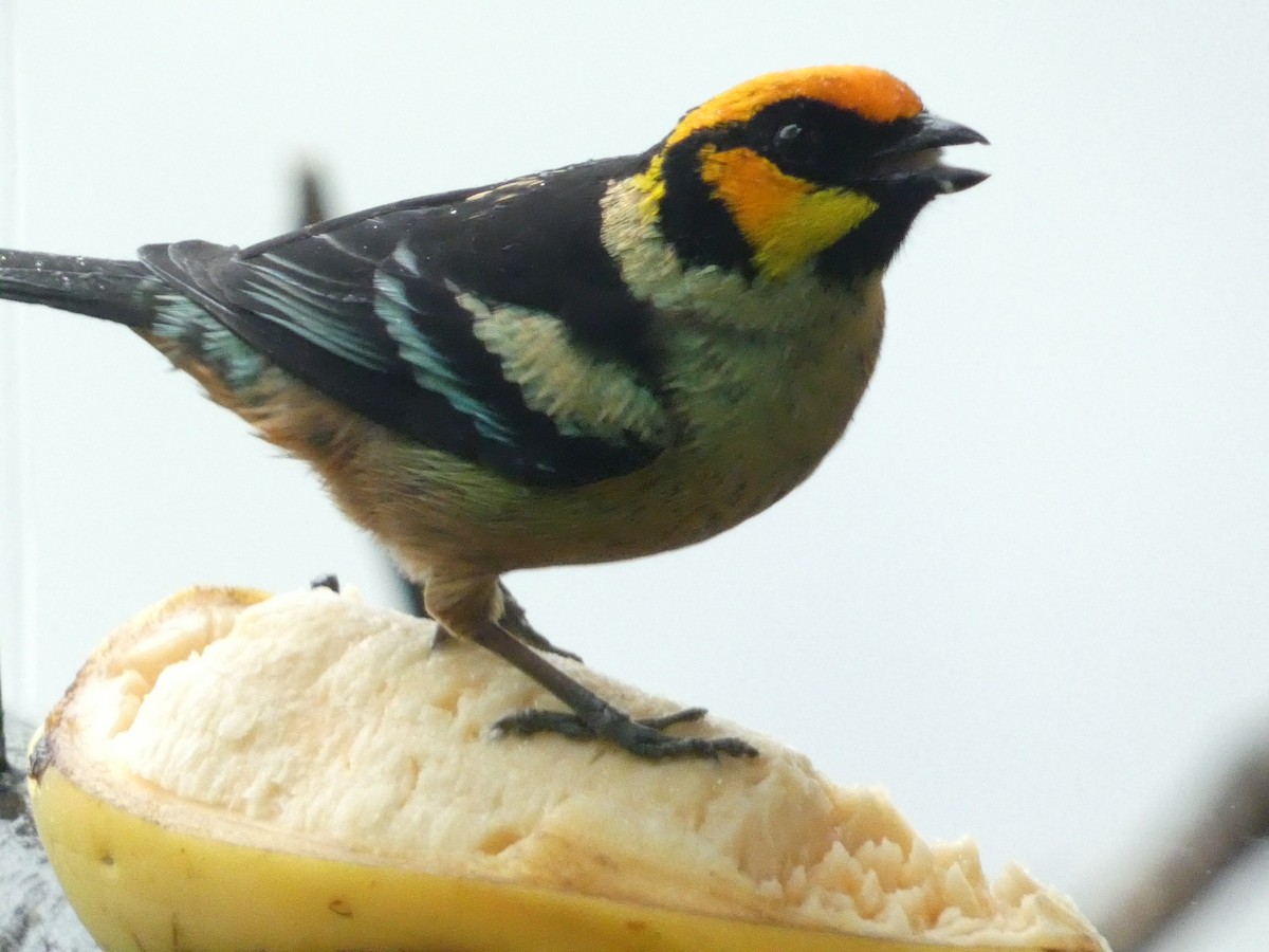 Flame-faced Tanager - Roberto Macay