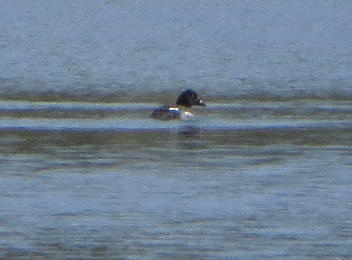 Common Goldeneye - ML633138595