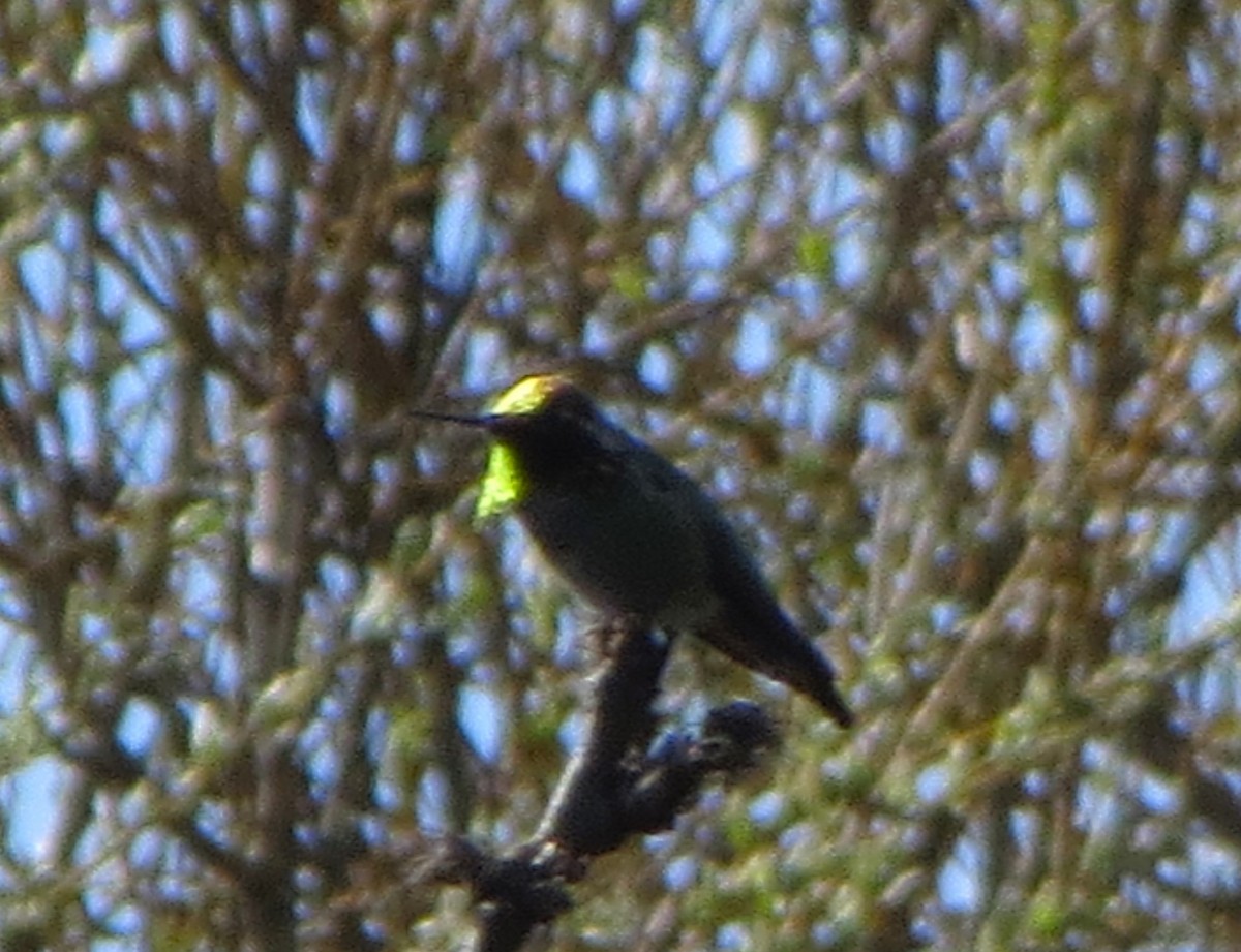 Anna's Hummingbird - ML633138604