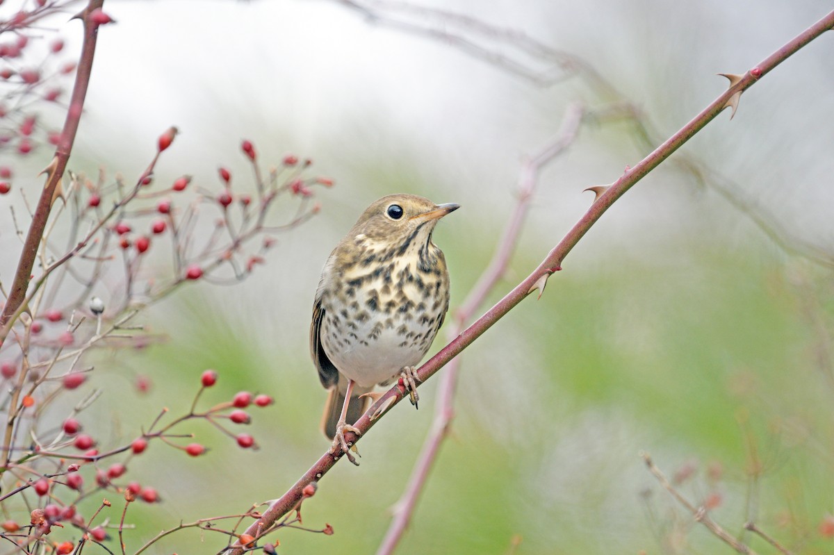 Hermit Thrush - ML633138627