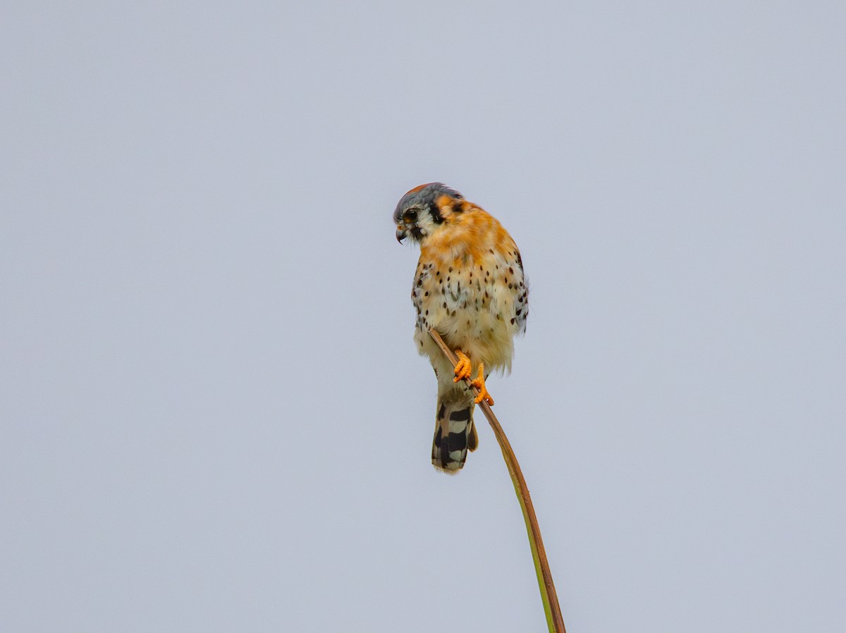 American Kestrel - ML633138628