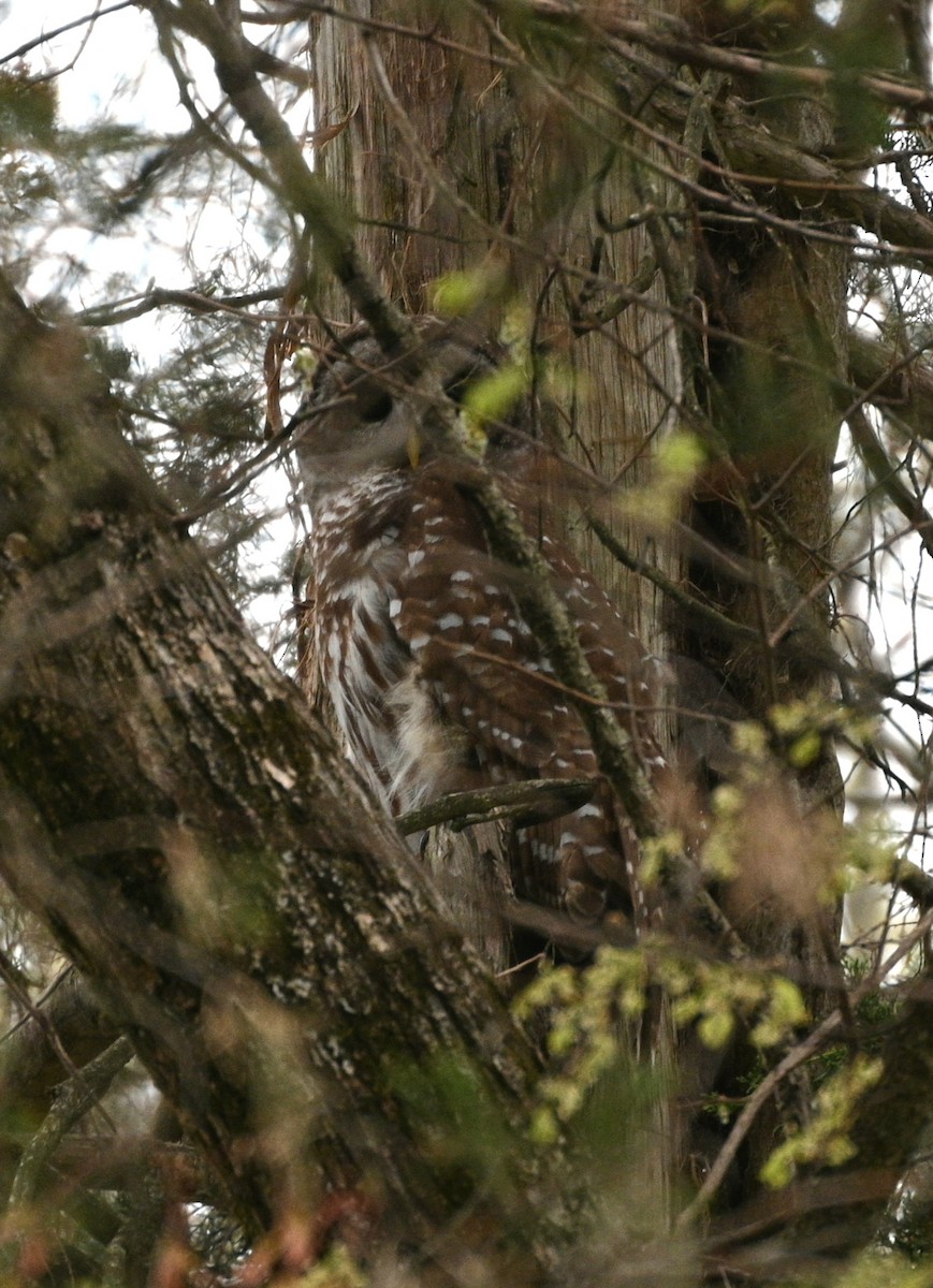 Barred Owl - ML633138737