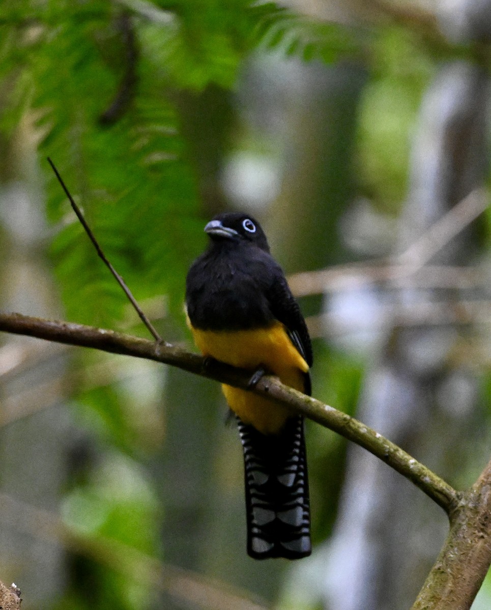 Guianan Trogon - ML633138748