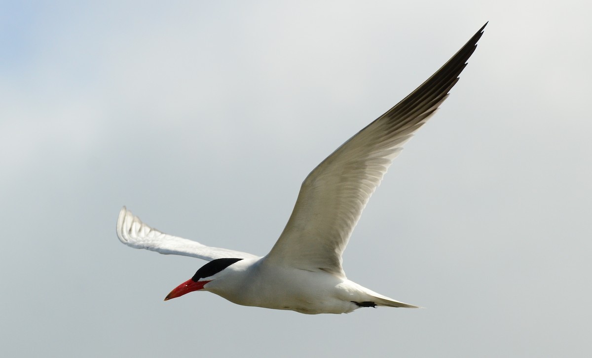 Caspian Tern - ML63313881