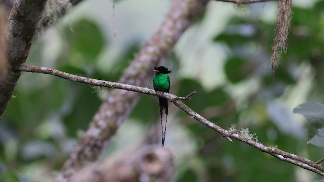 Red-billed Streamertail - ML633138853