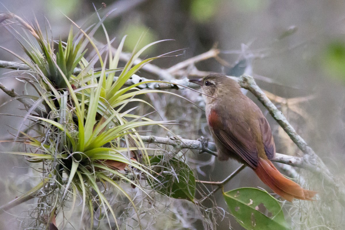 Olive Spinetail - ML633139017