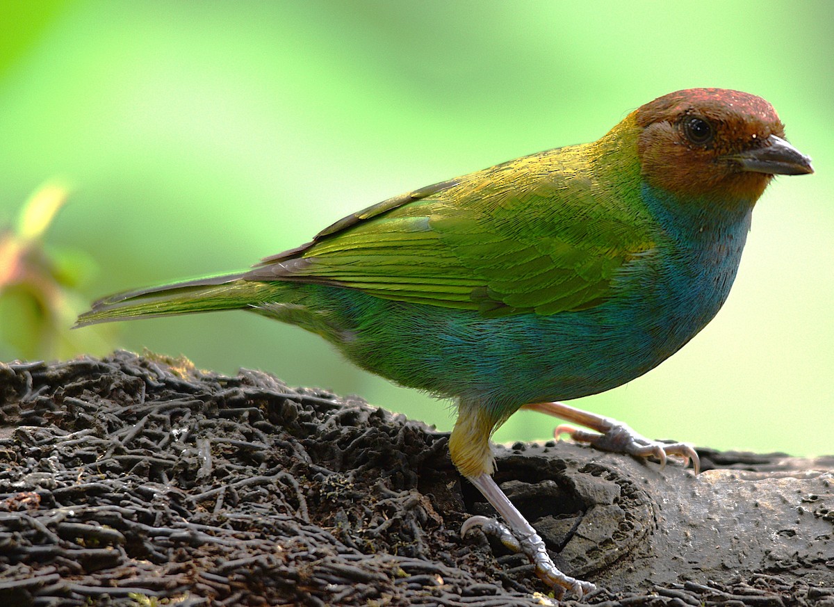 Bay-headed Tanager - ML633139105