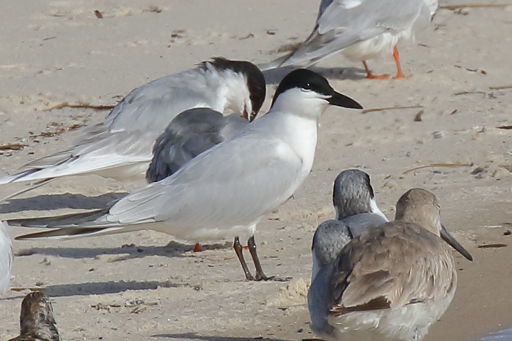 Gull-billed Tern - Doug Beach