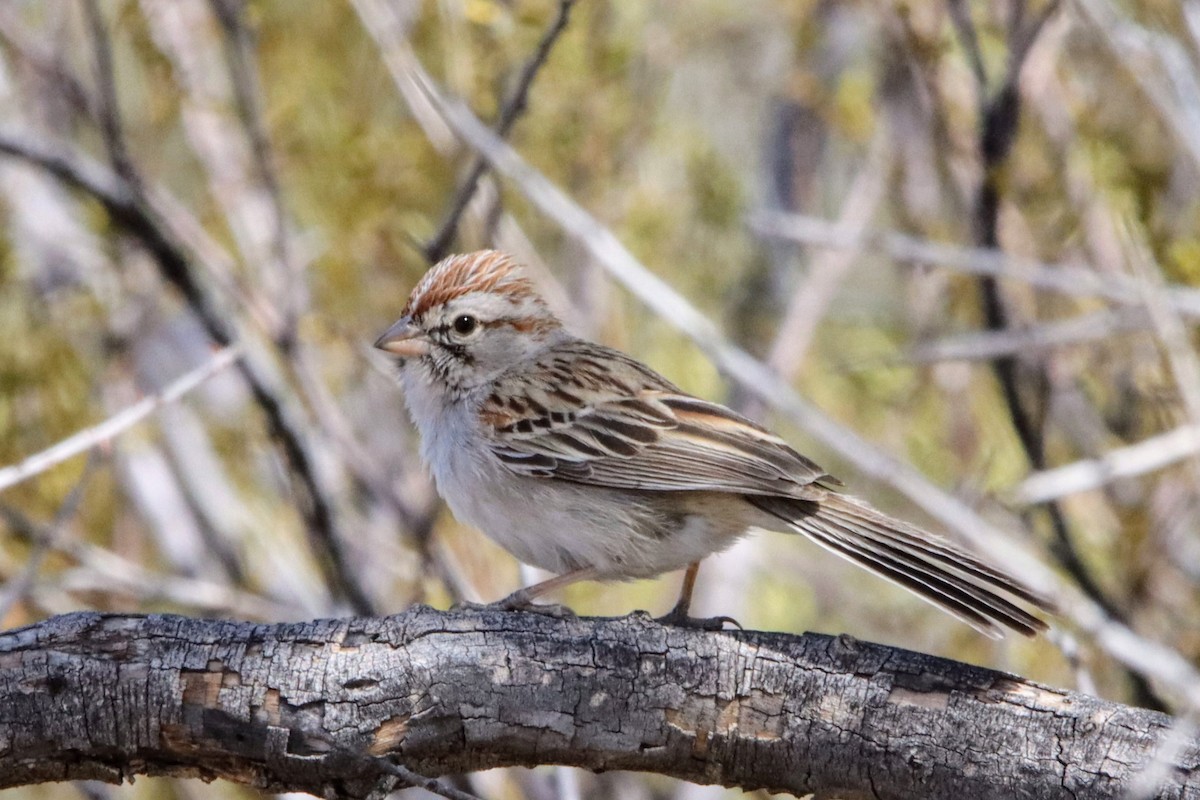 Rufous-winged Sparrow - ML633139346