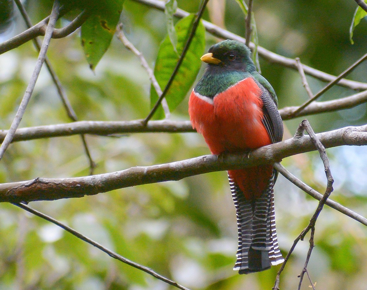 Collared Trogon - ML633139488