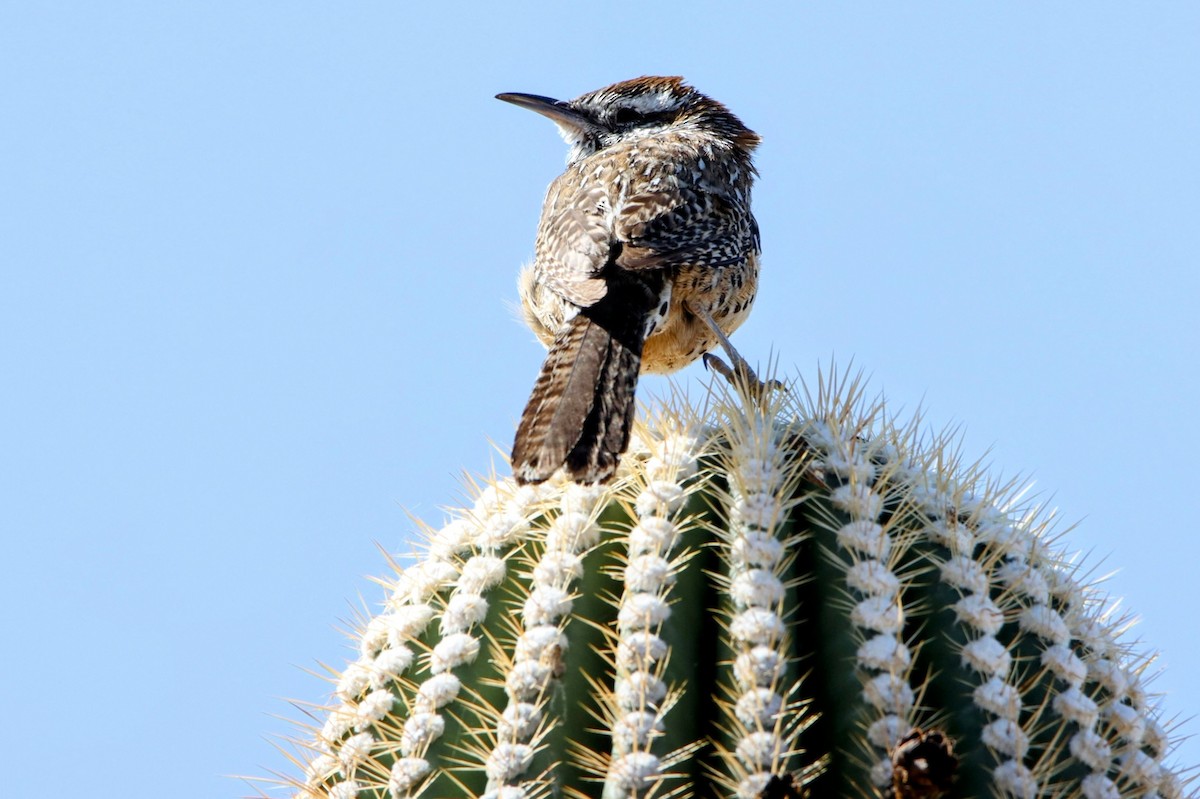 Cactus Wren - ML633139554