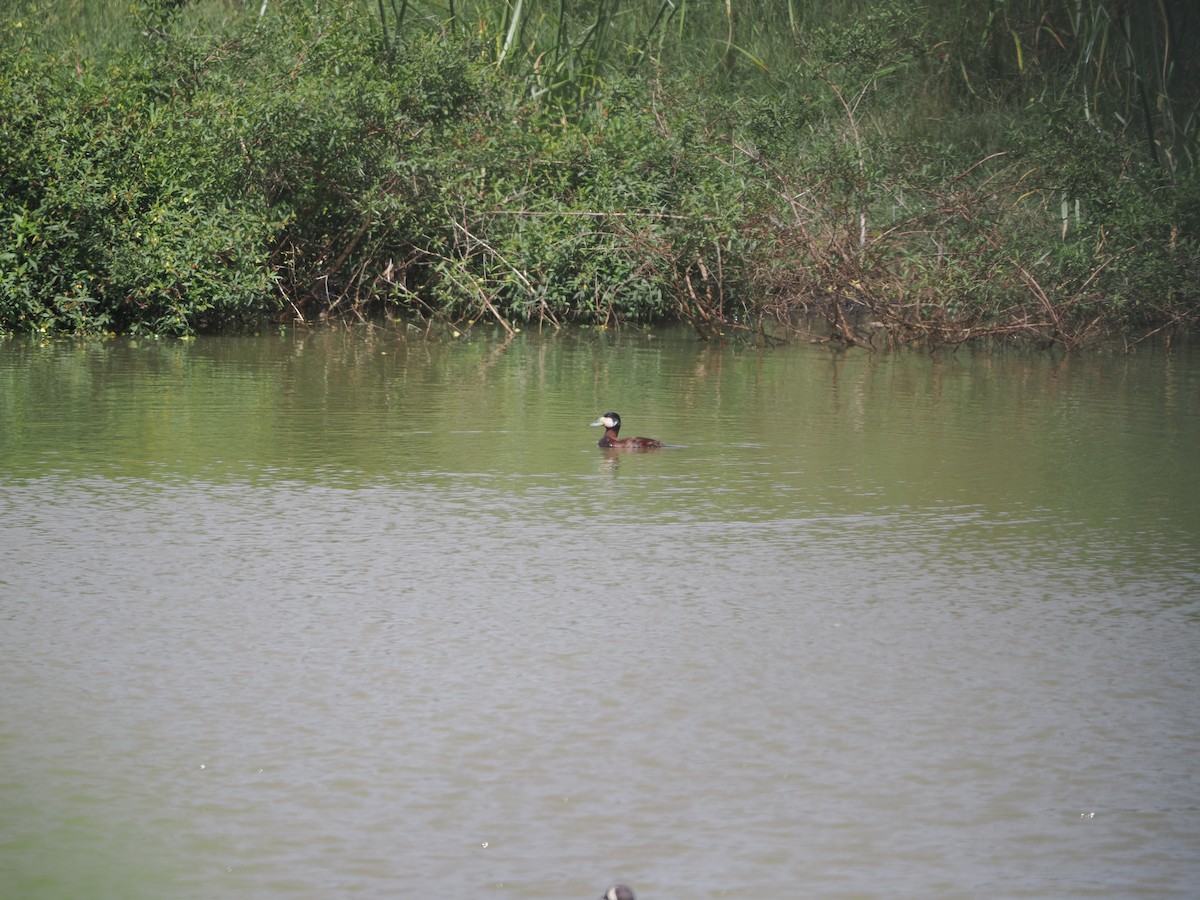 Ruddy Duck - ML633139558