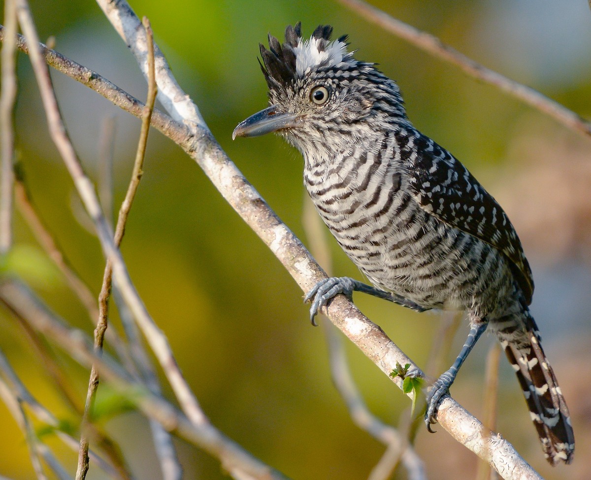 Barred Antshrike - ML633139599