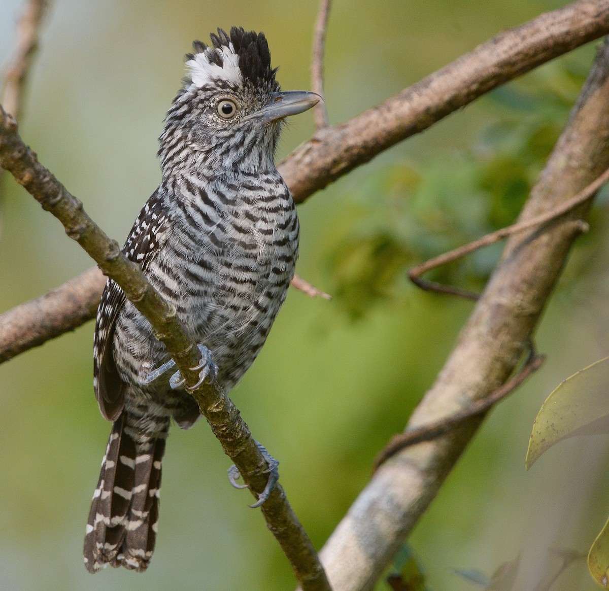 Barred Antshrike - ML633139600