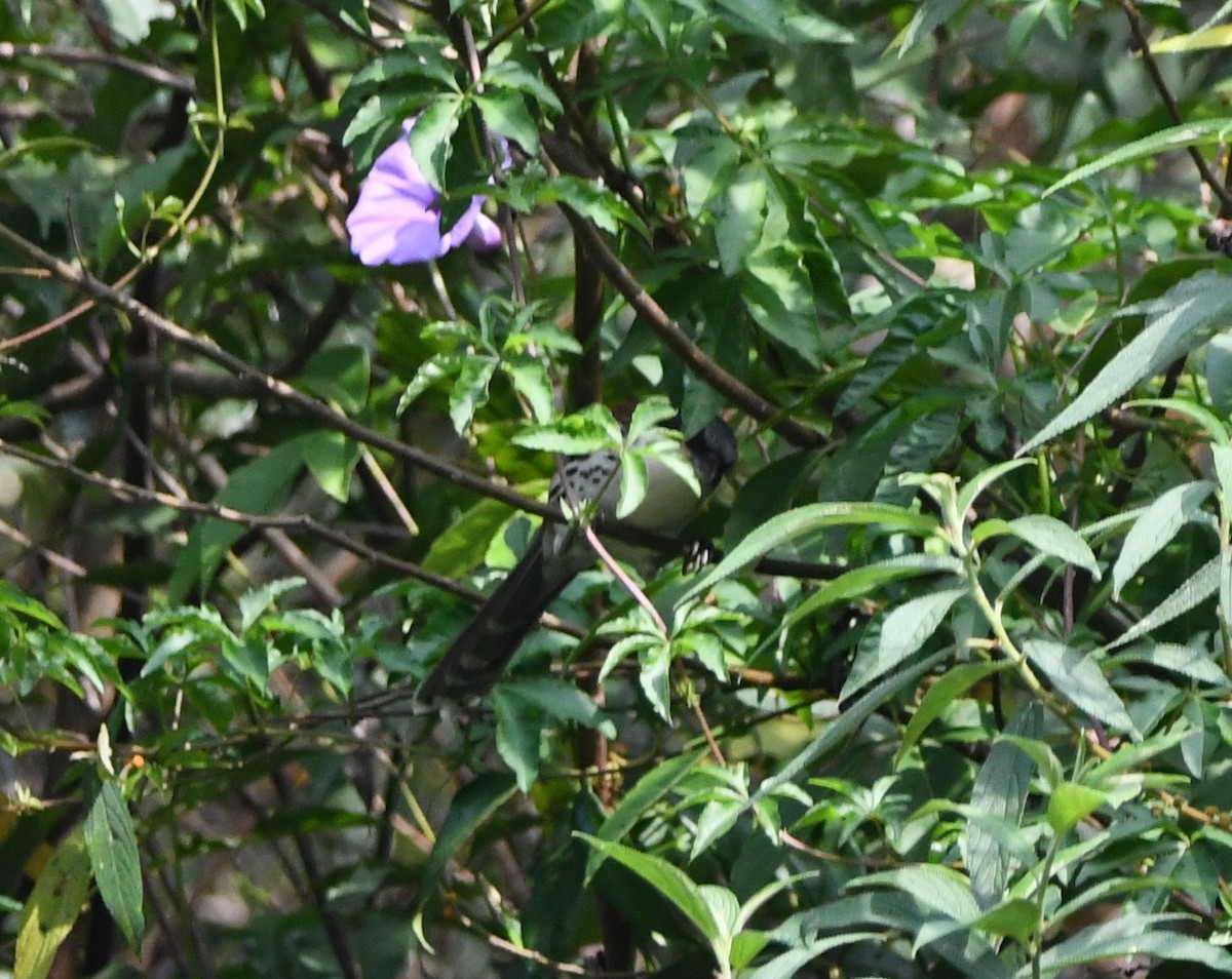Crocias du Langbian - ML633139677