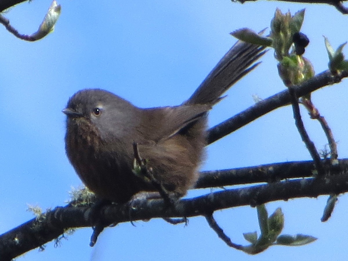 Wrentit - ML633139706
