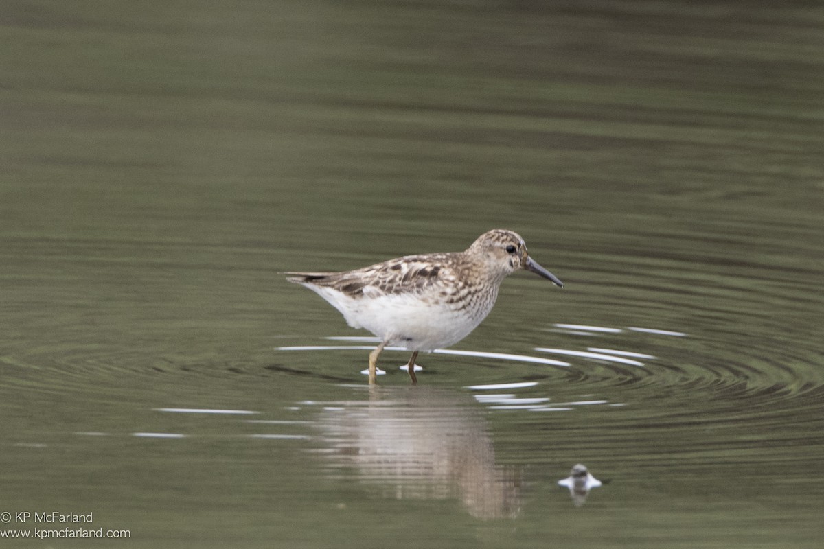 Least Sandpiper - ML63313971