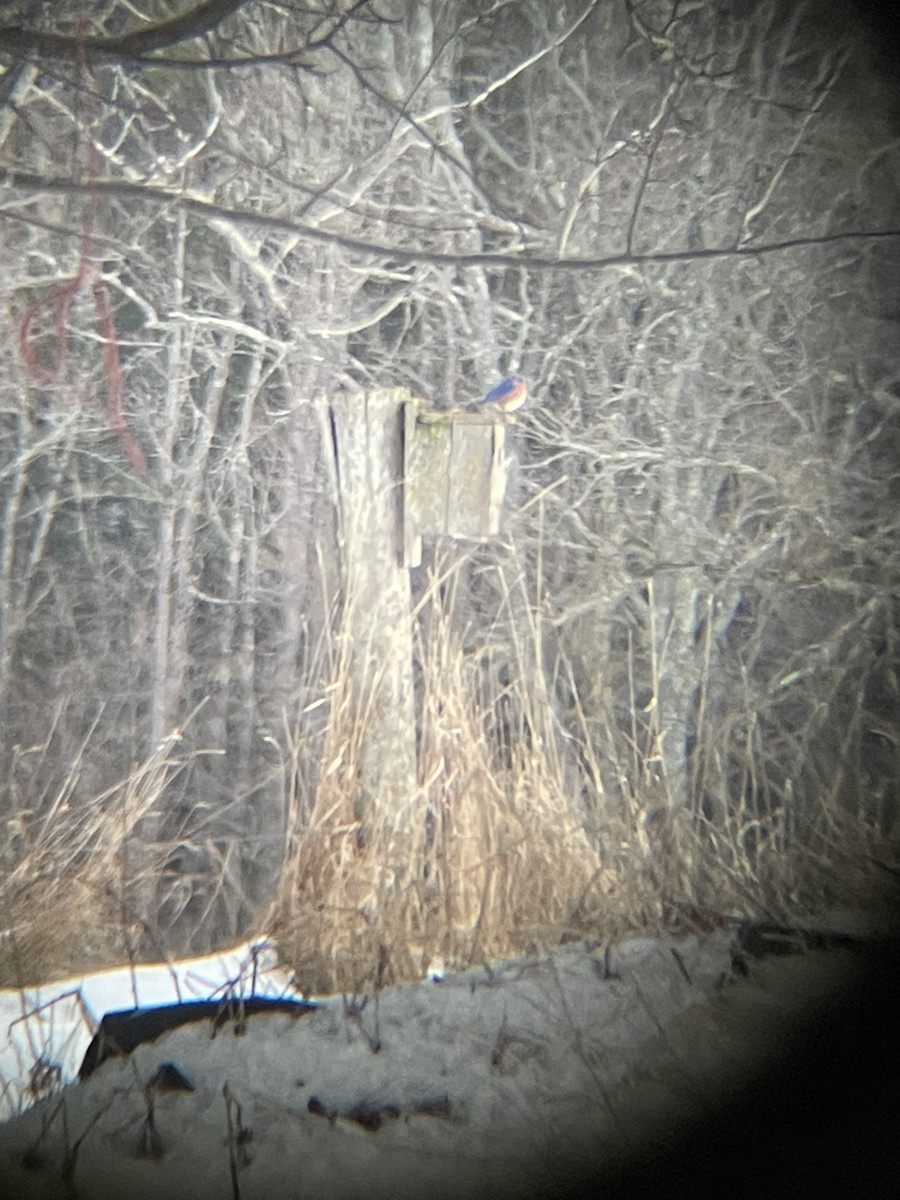 Eastern Bluebird - ML633139719