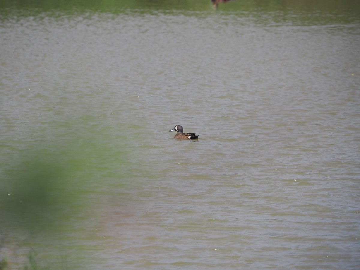 Blue-winged Teal - ML633139795