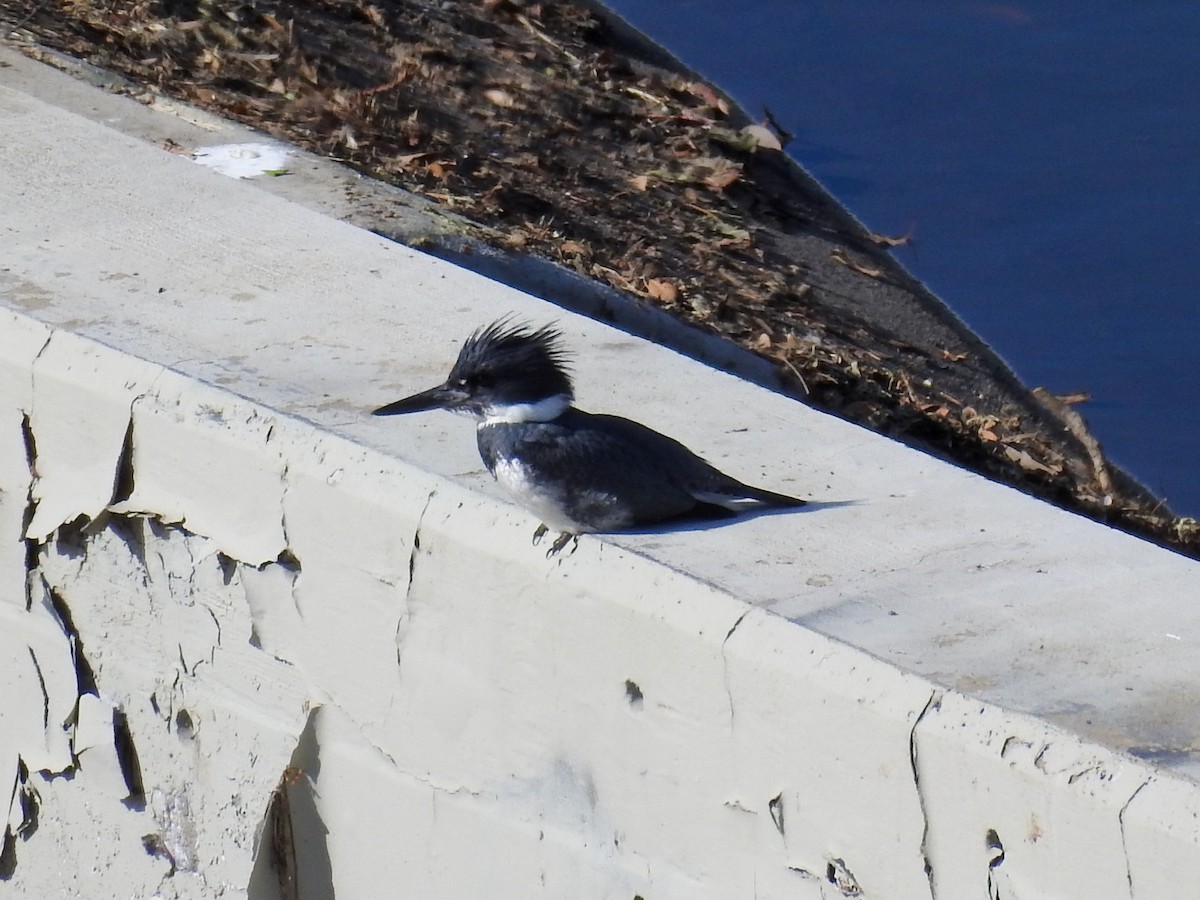 Belted Kingfisher - ML633139854
