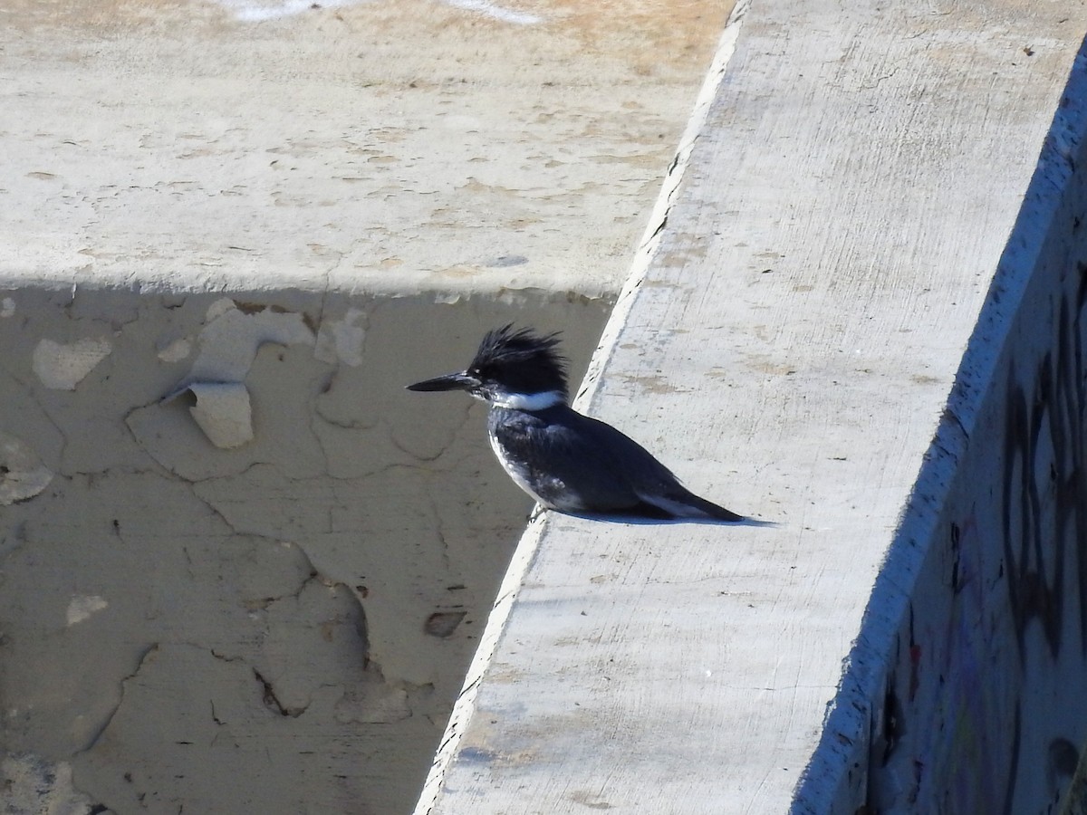 Belted Kingfisher - ML633139855