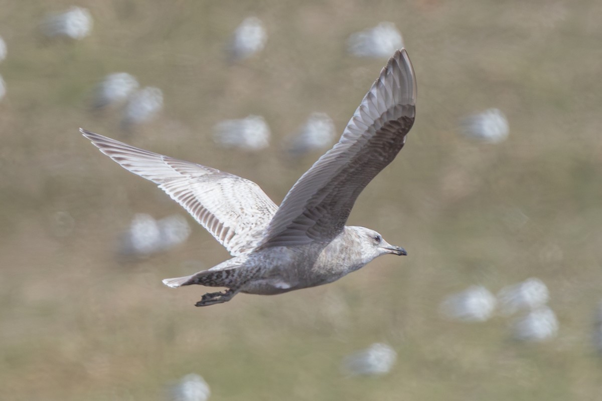 Iceland Gull (Thayer's) - ML633139897