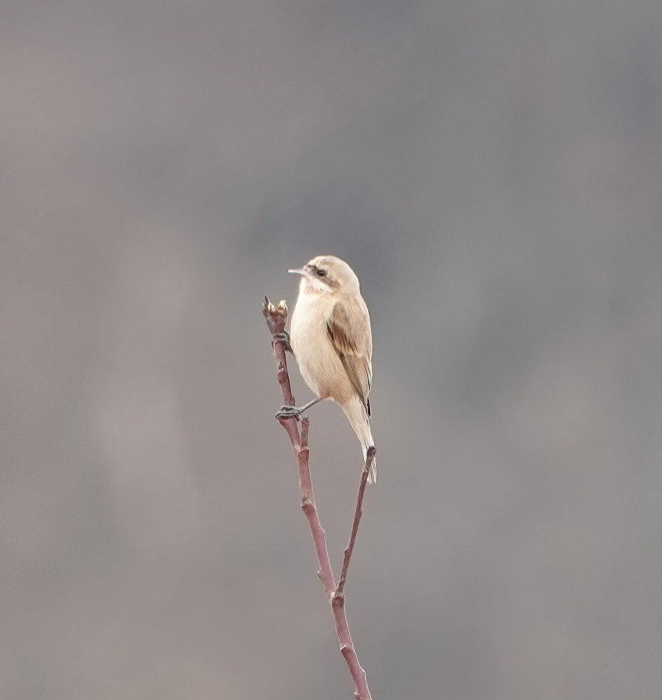 Chinese Penduline-Tit - Cat McGraw