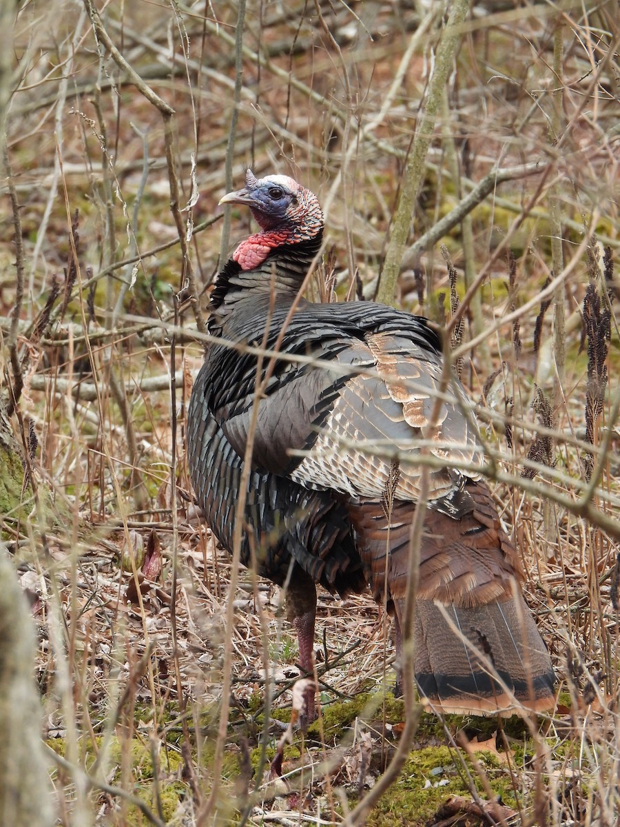 Wild Turkey - ML633140076
