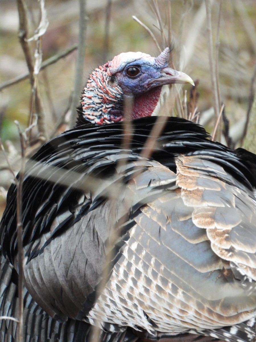 Wild Turkey - ML633140077