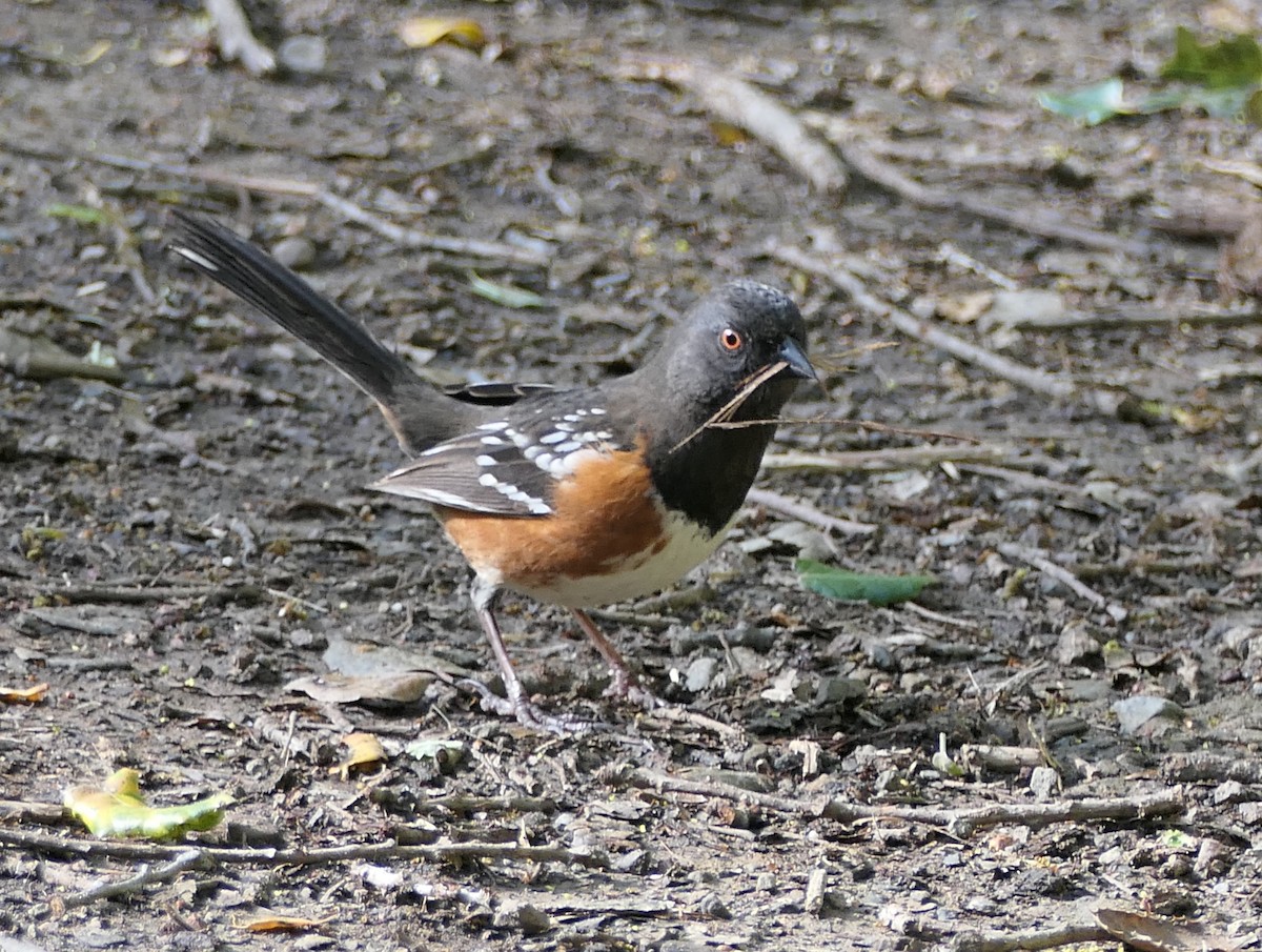Spotted Towhee - Melanie Barnett