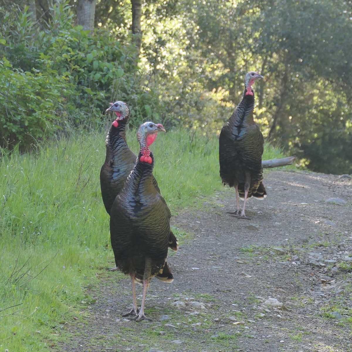 Wild Turkey - Melanie Barnett