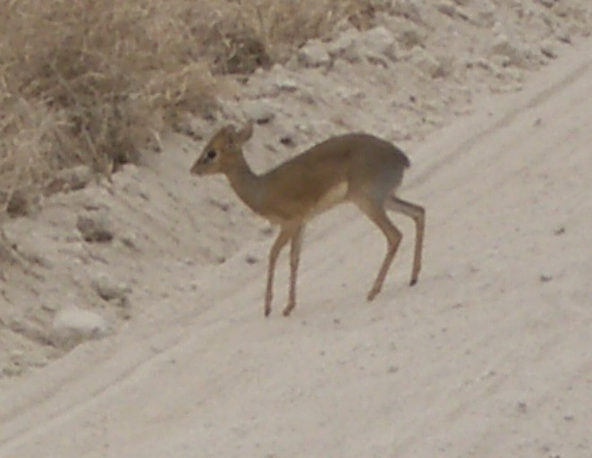 Thomas's Dik-dik - ML633140119