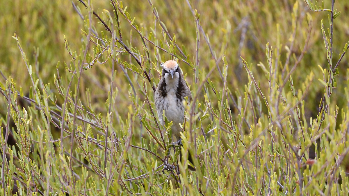 Tawny-crowned Honeyeater - ML633140183