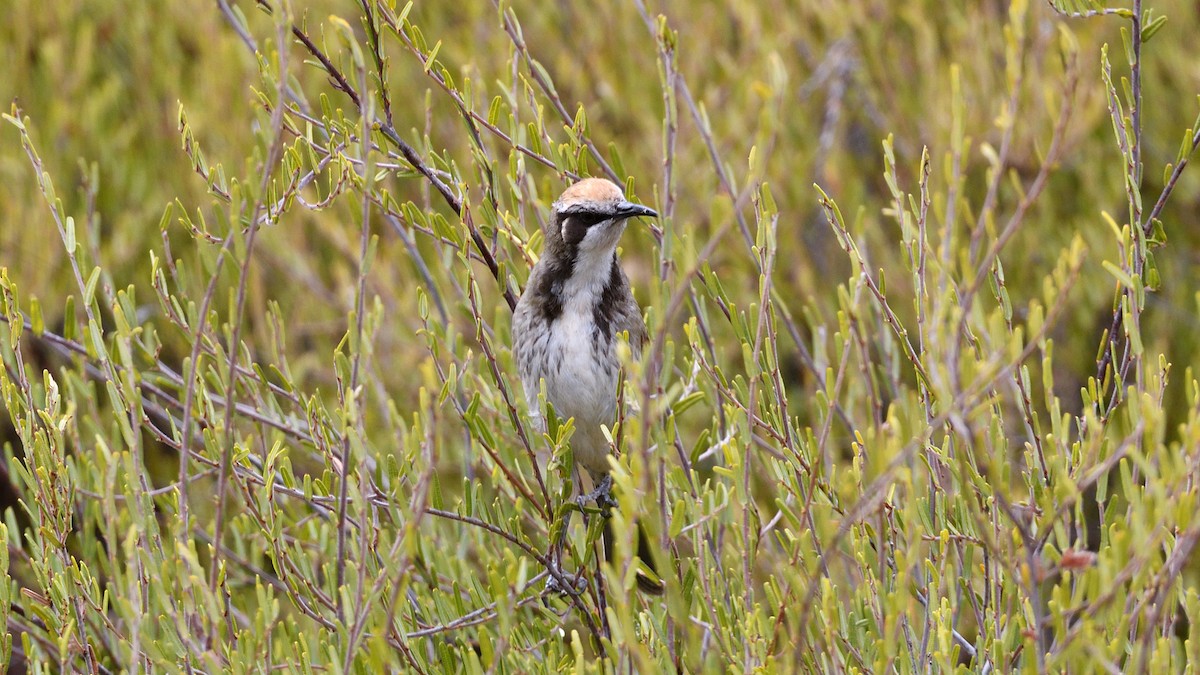 Tawny-crowned Honeyeater - ML633140194