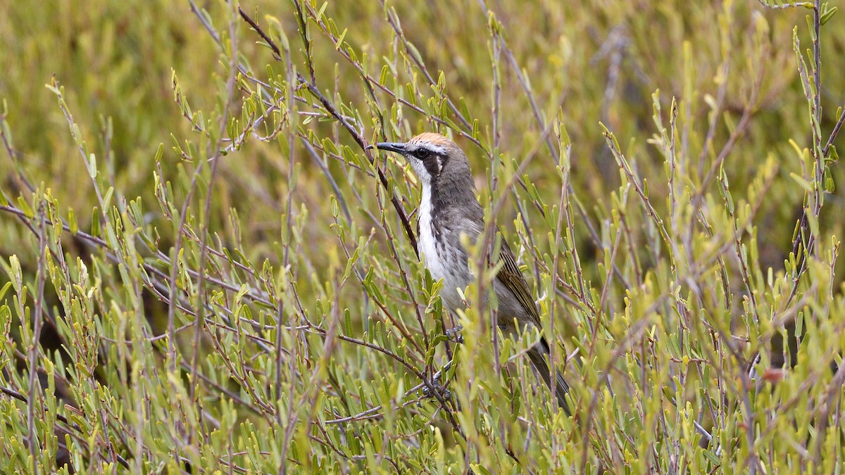 Tawny-crowned Honeyeater - ML633140202