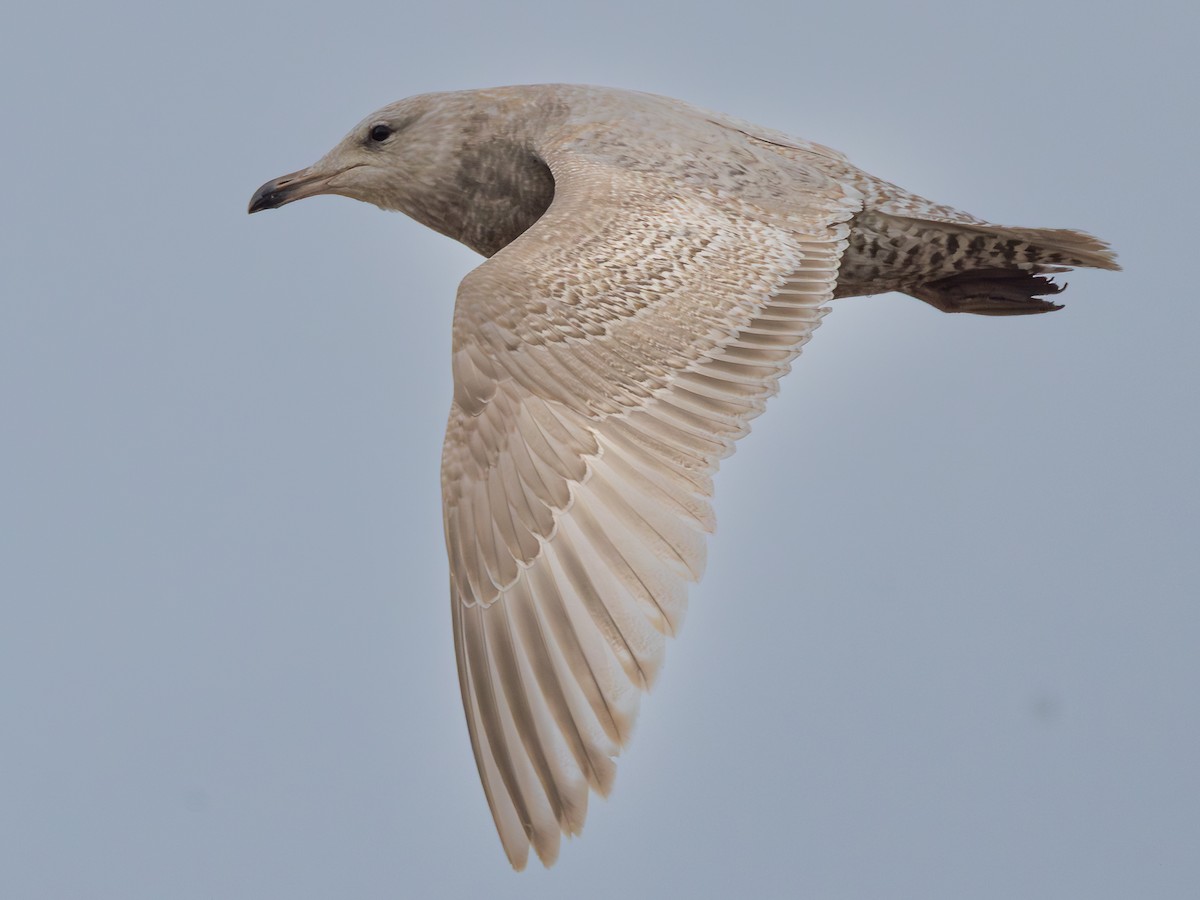 Iceland Gull (Thayer's) - ML633140448