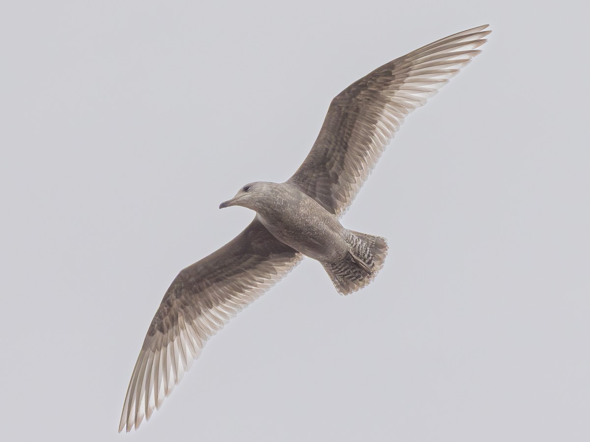 Iceland Gull (Thayer's) - ML633140476