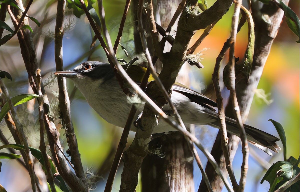 ハジロアメリカムシクイ - ML633140502