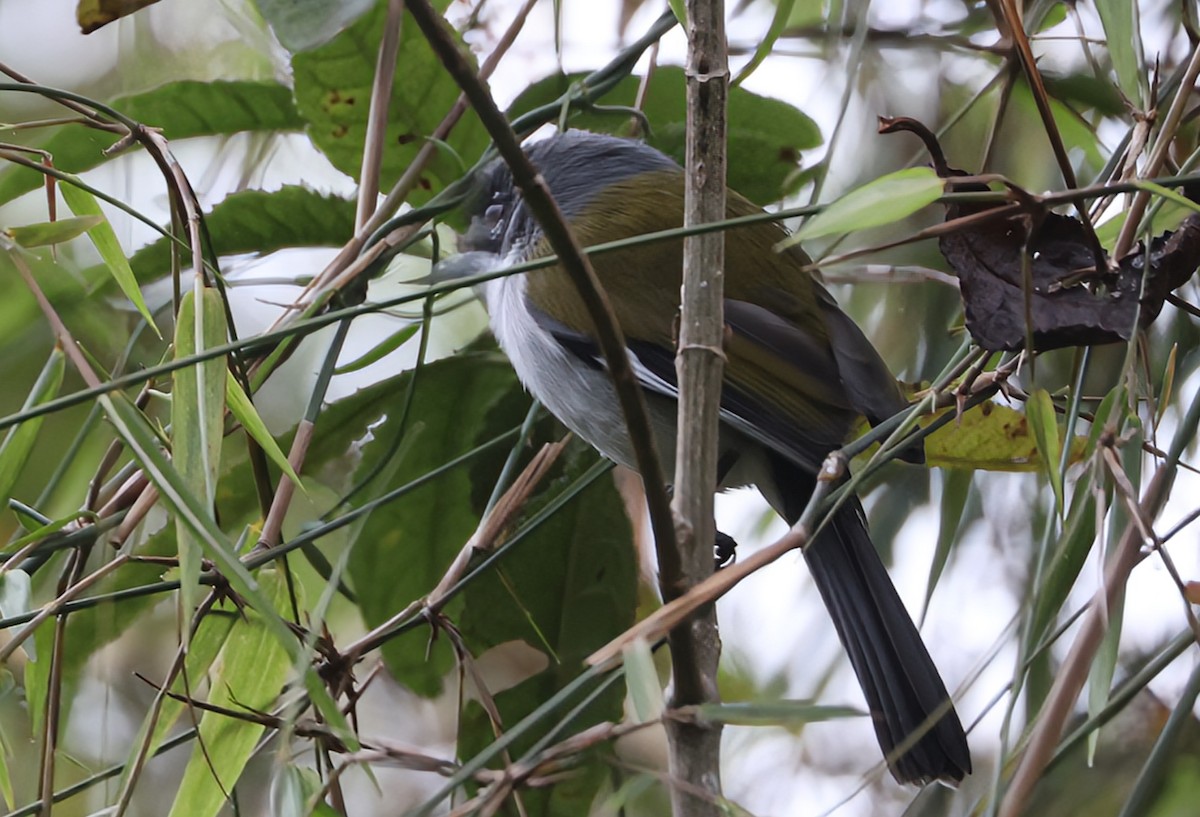 ハジロアメリカムシクイ - ML633140580