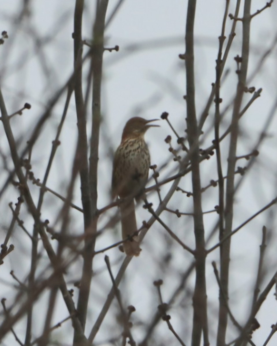 Brown Thrasher - ML633140996