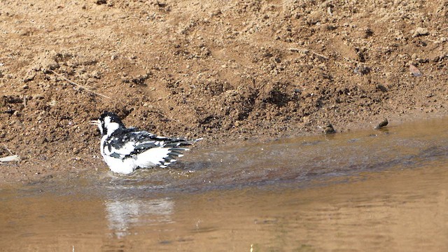 Magpie-lark - ML633141088
