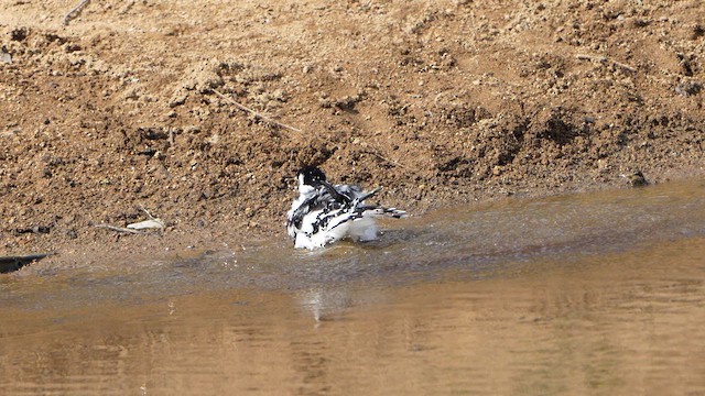 Magpie-lark - ML633141095