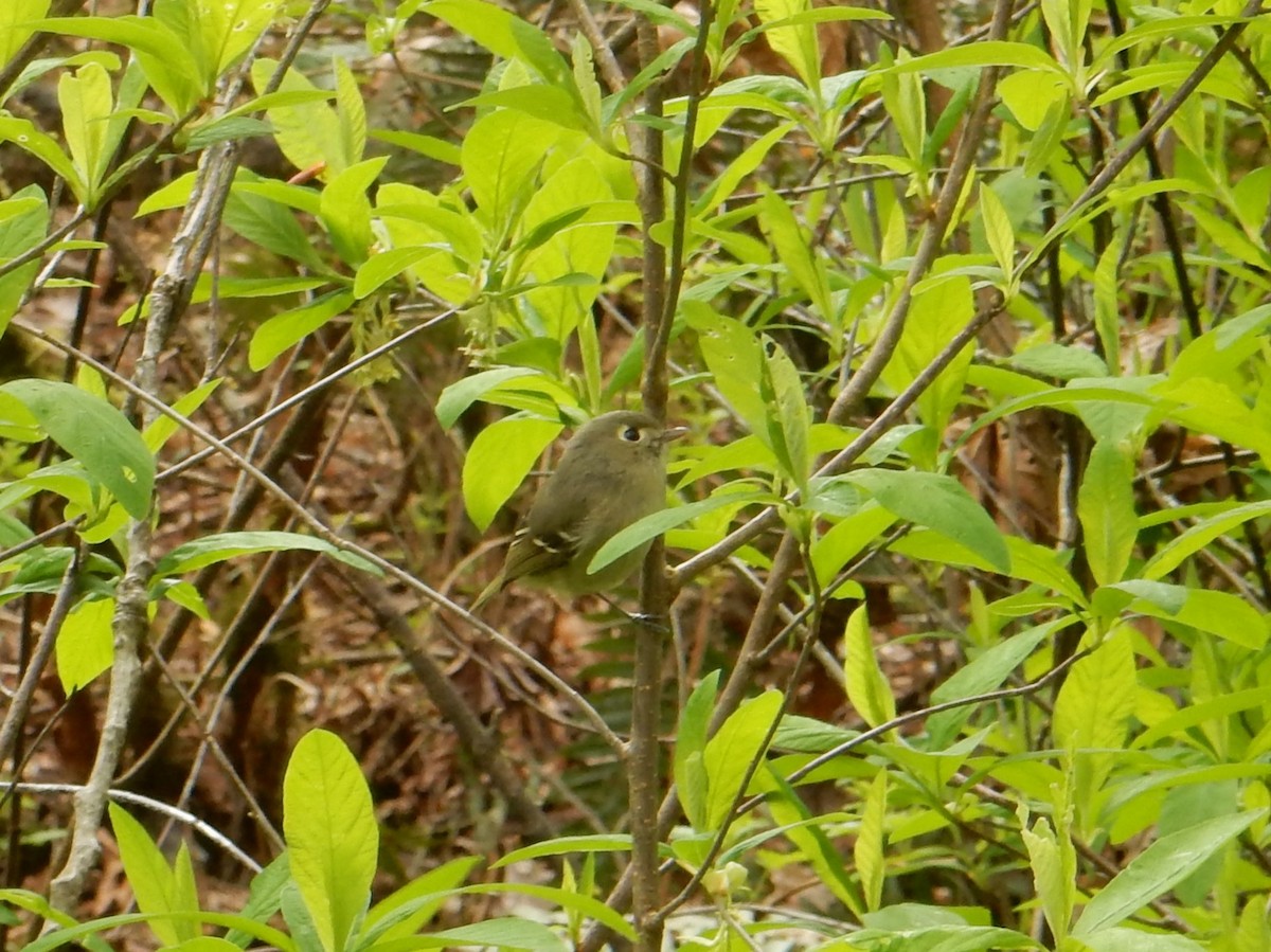 Hutton's Vireo - ML633141191