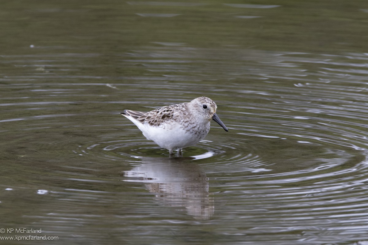 Semipalmated Sandpiper - ML63314121