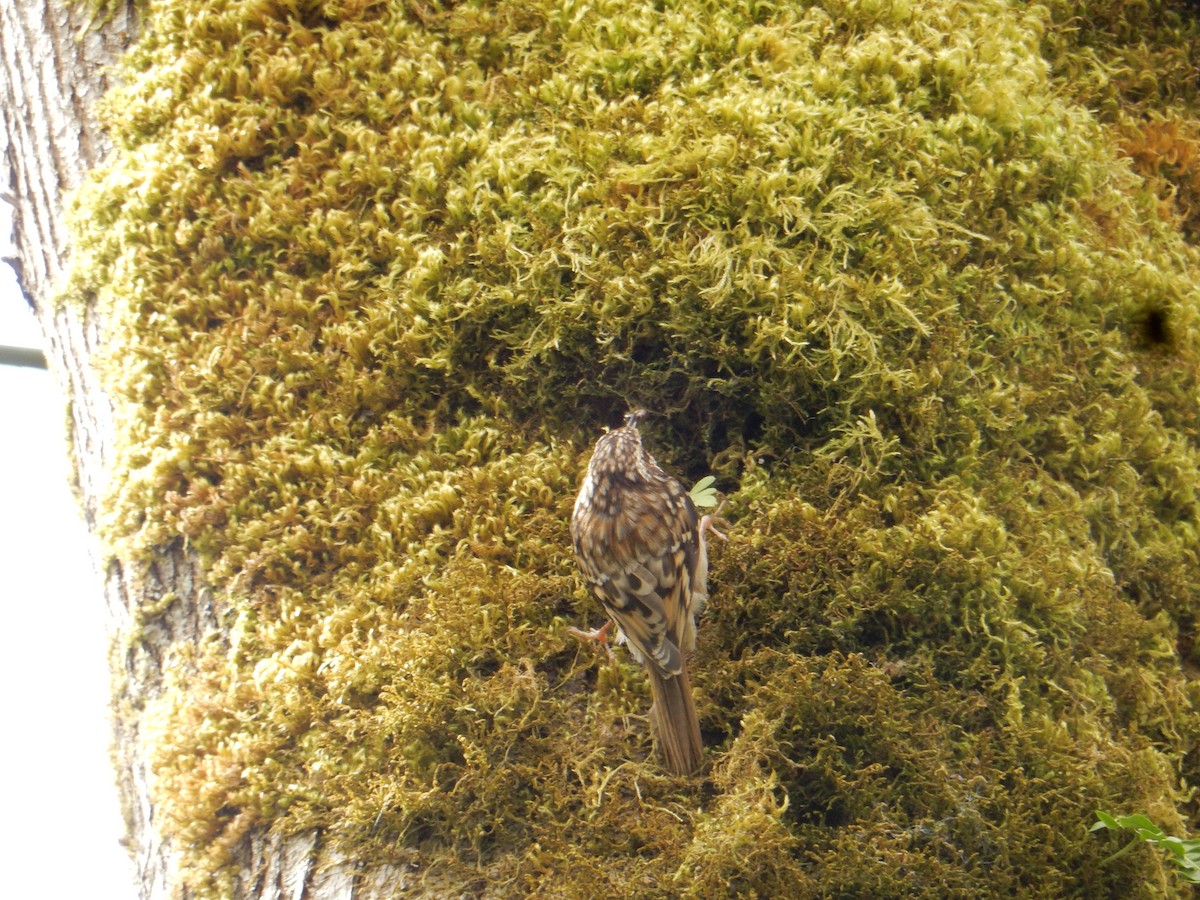 Brown Creeper - ML633141213
